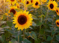 Royal Hybrid 1121 Sunflower Seeds