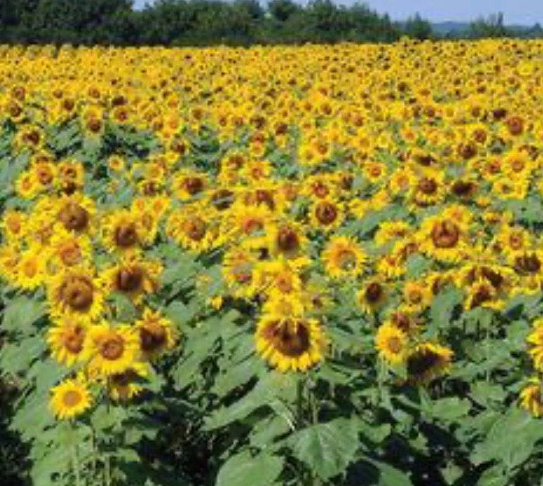Royal Hybrid 1121 Sunflower Seeds