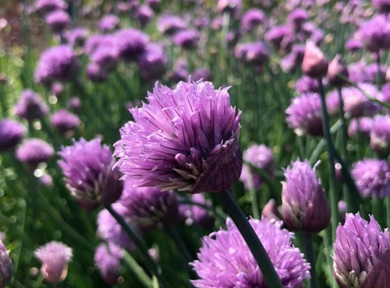 Staro Chive Seeds