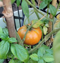 Yellow Brandywine Tomato Seeds
