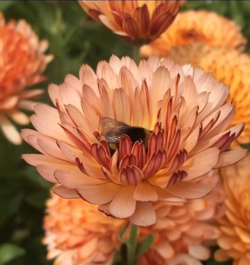 Flashback Mix Calendula Organic Seeds