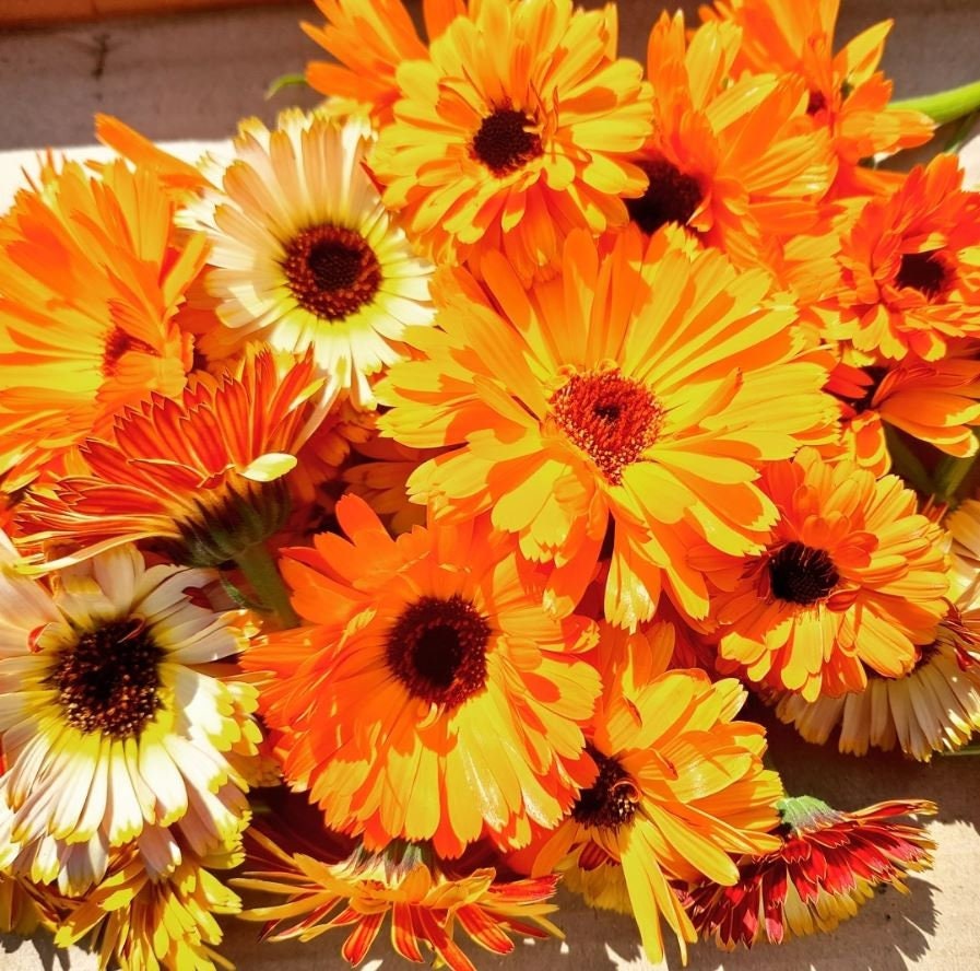 Flashback Mix Calendula Organic Seeds