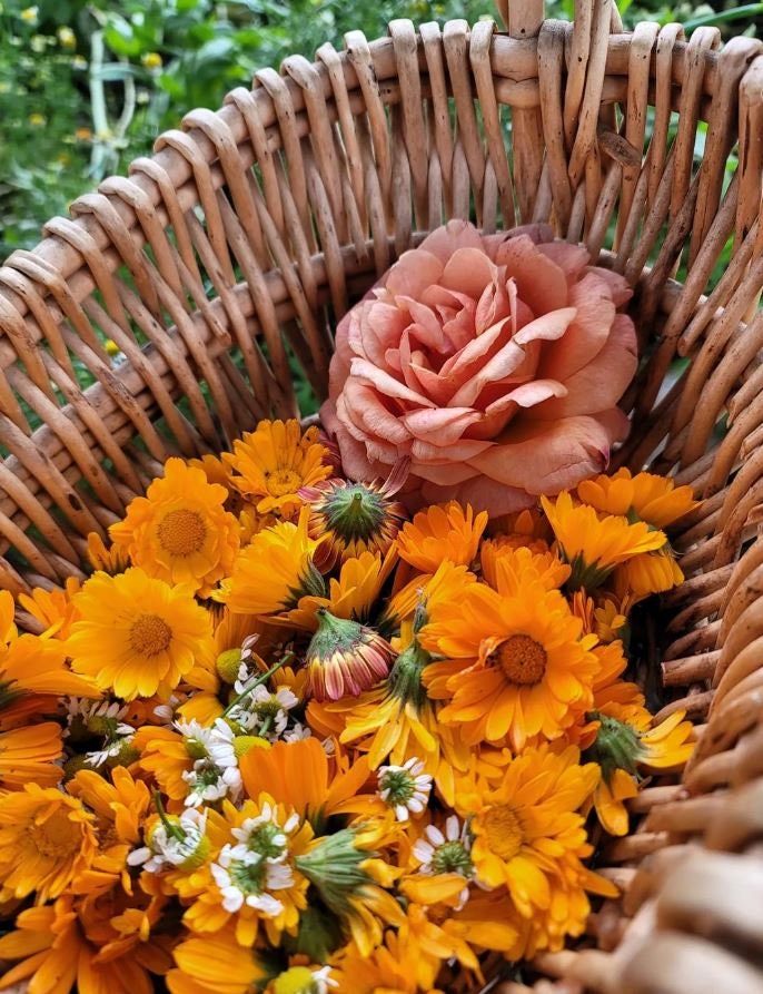 Flashback Mix Calendula Organic Seeds