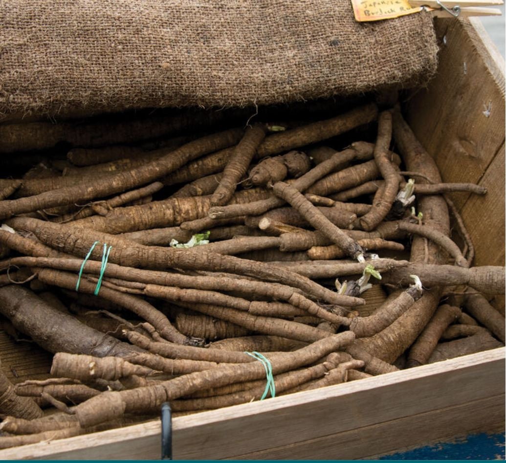 Chiko | Burdock Seeds