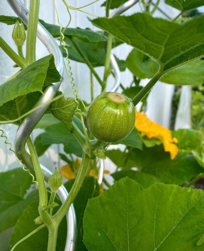 Baby Bear Pumpkin Seeds