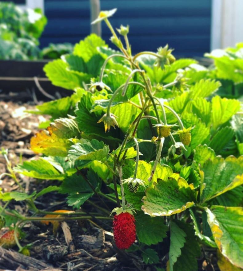 Alexandria Strawberry Seeds