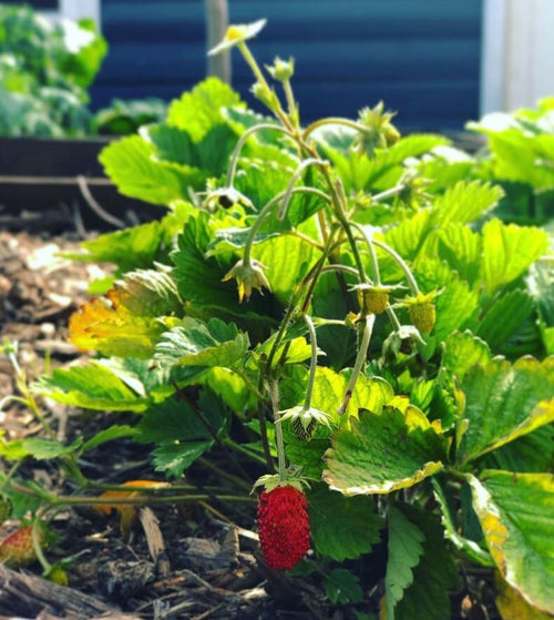 Alexandria Strawberry Seeds