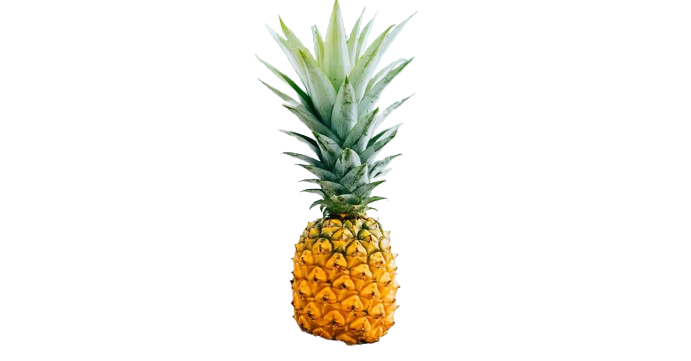Patio Golden Pineapple (Ananas comosus) CLEARANCE