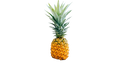 Patio Golden Pineapple (Ananas comosus) CLEARANCE