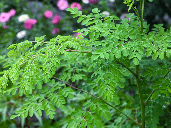 Moringa PKM 1 Seeds