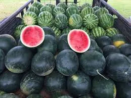 Black Diamond Yellow Belly Watermelon Seeds