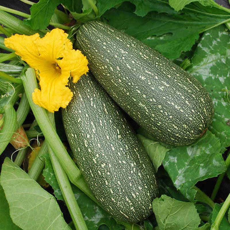 Zucchini Gray Summer Squash Seeds