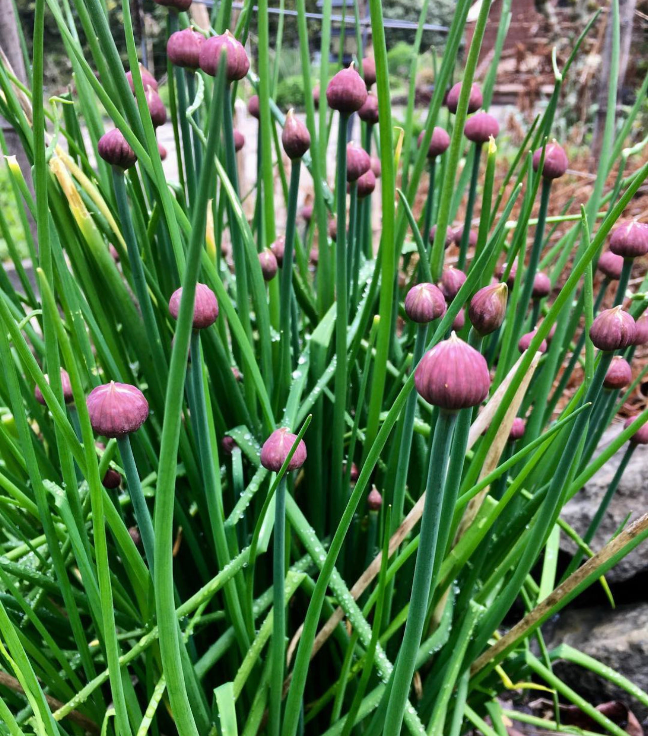 Staro Chive Seeds