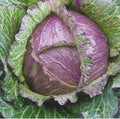 Purple Savoy Cabbage Seeds