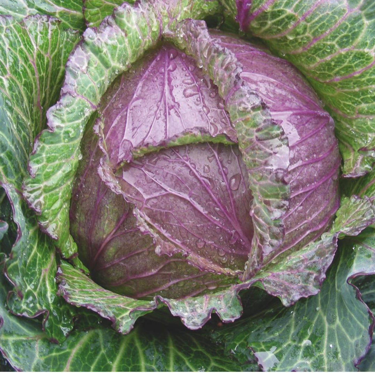 Purple Savoy Cabbage Seeds