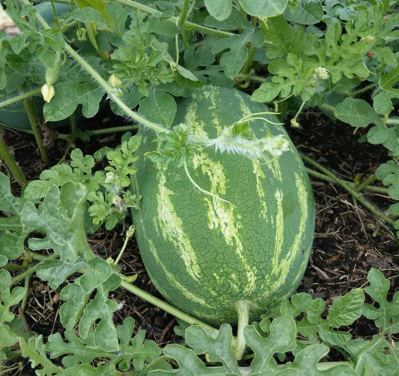Tendersweet Orange Heirloom Watermelon Seeds