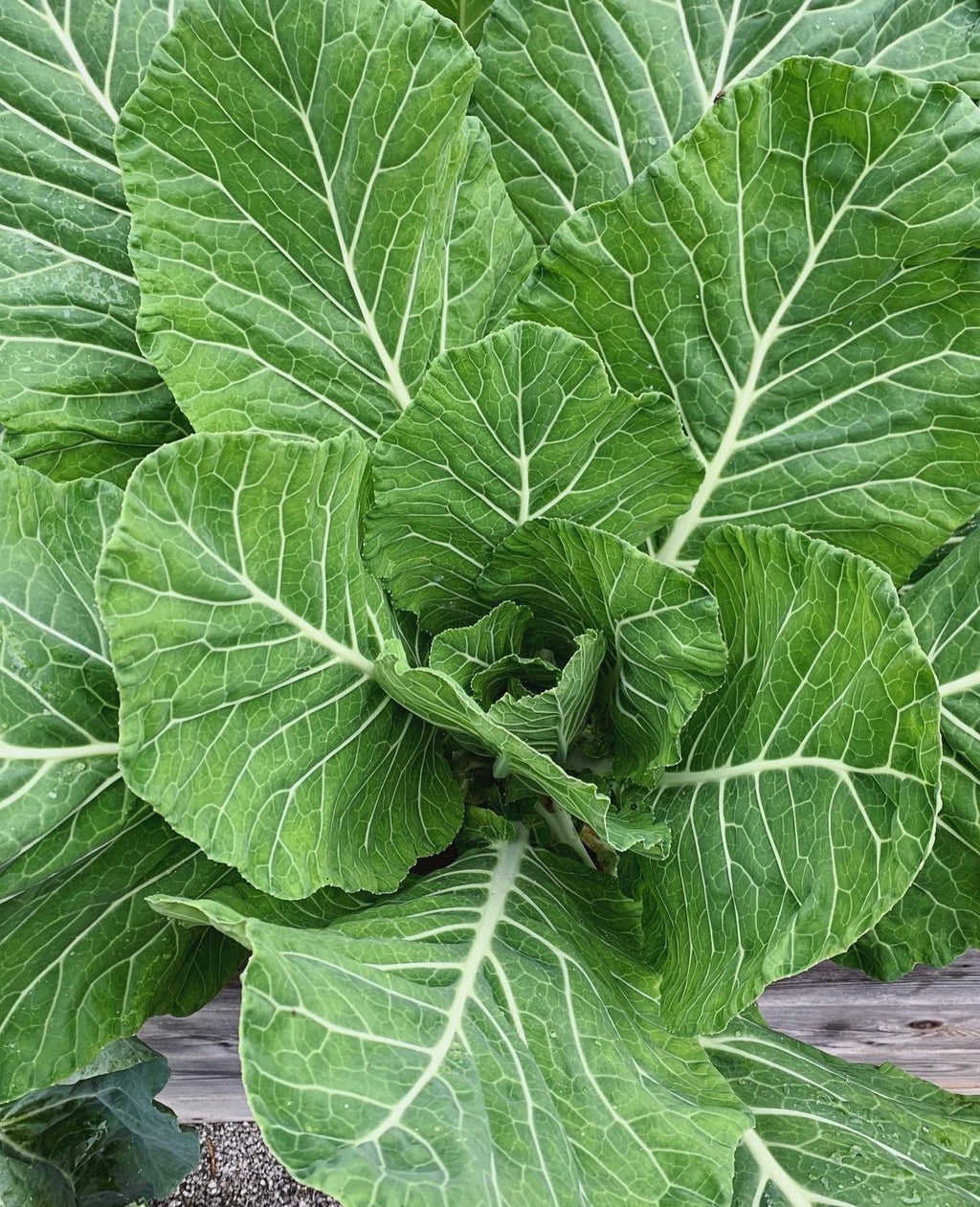 Vates Collard Seeds