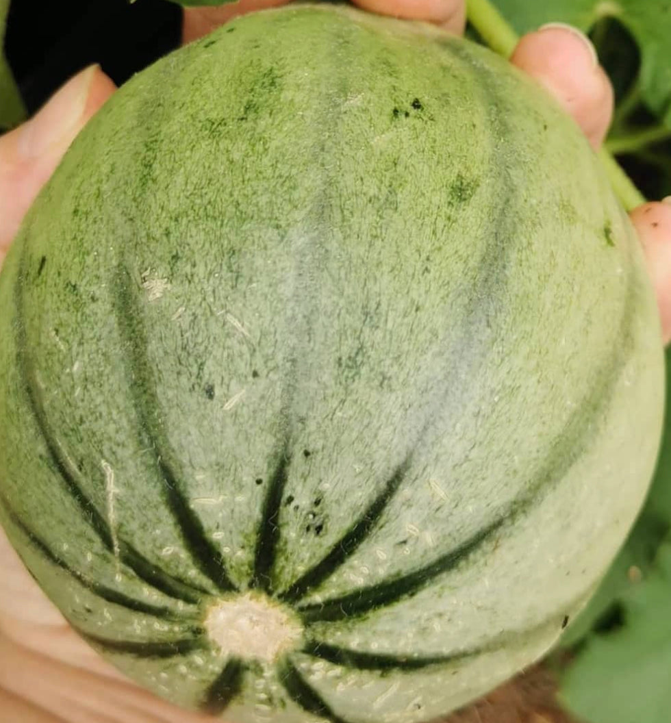 Honey Rock Melon Seeds