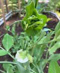 Sugar Snap Peas Seeds