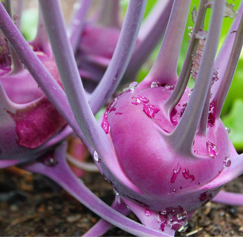 Purple Vienna Kolhrabi Seeds