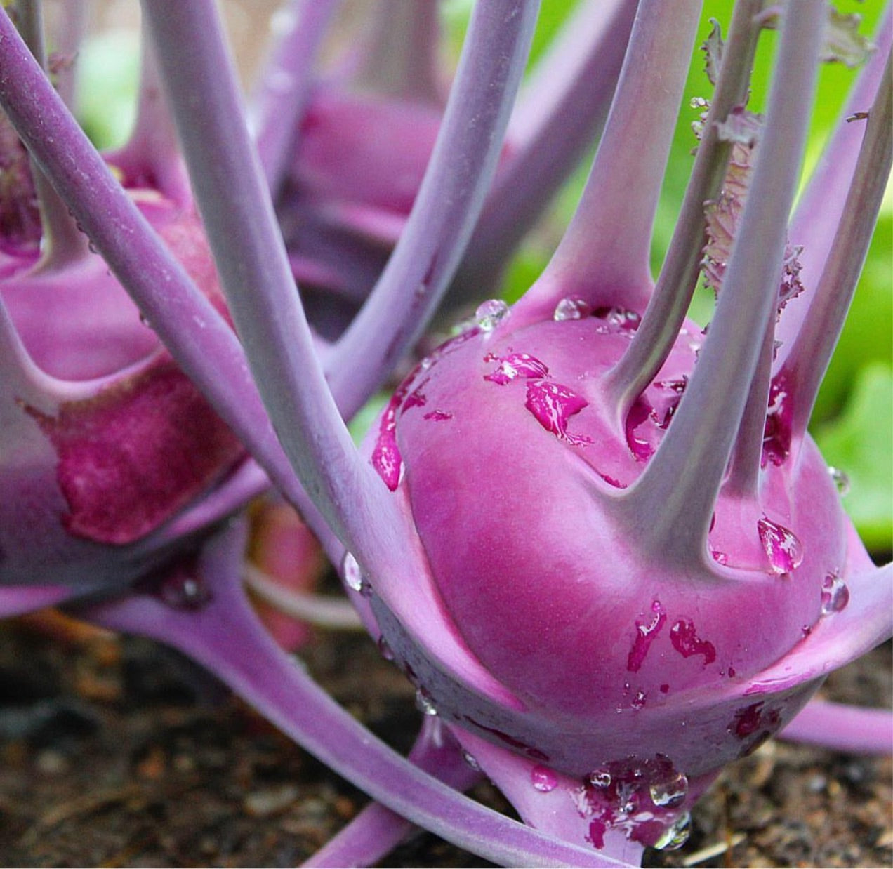 Purple Vienna Kolhrabi Seeds