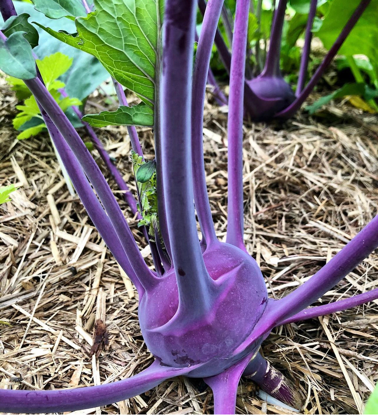 Purple Vienna Kolhrabi Seeds