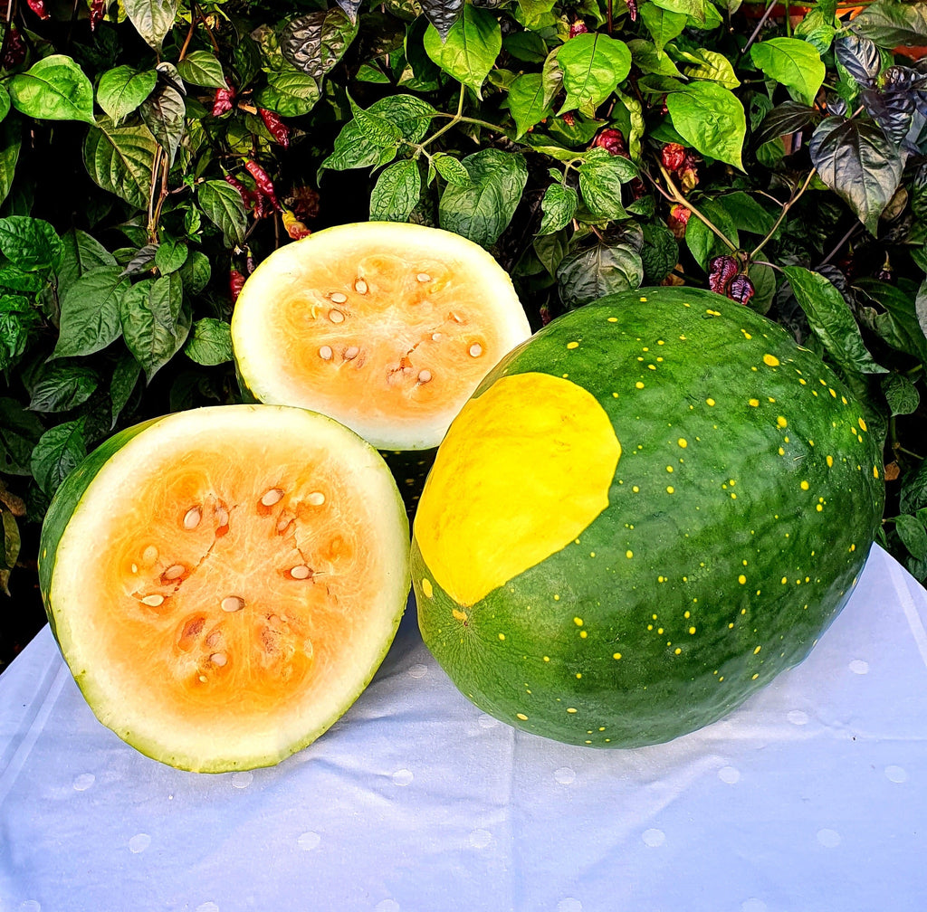 Moon and Stars Yellow Watermelon Seeds