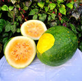 Moon and Stars Yellow Watermelon Seeds