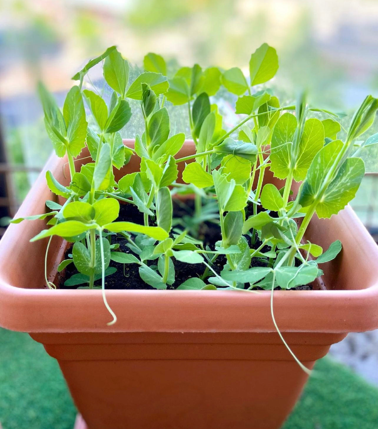 Sugar Snap Peas Seeds