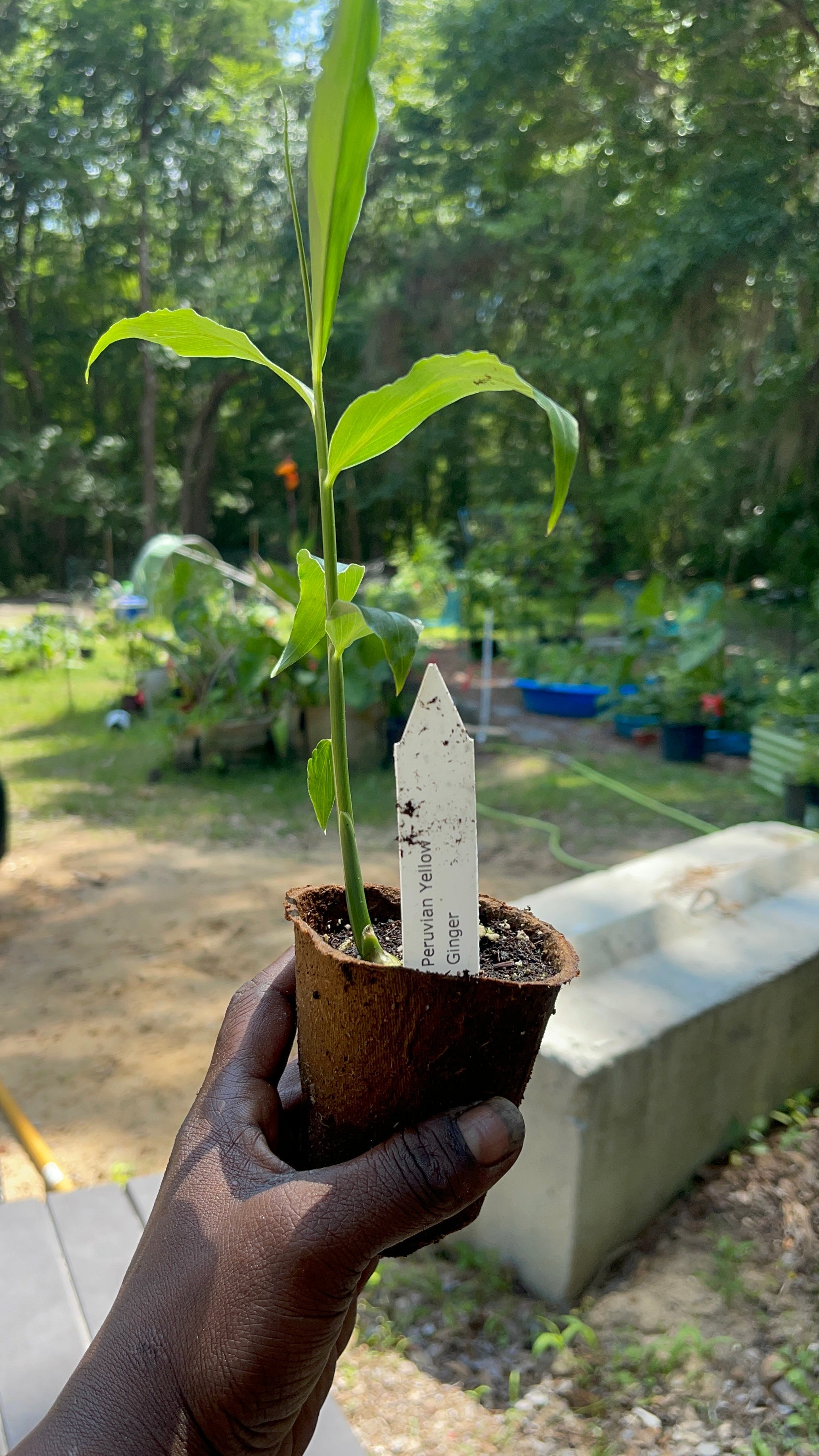 Peruvian Ginger Plug