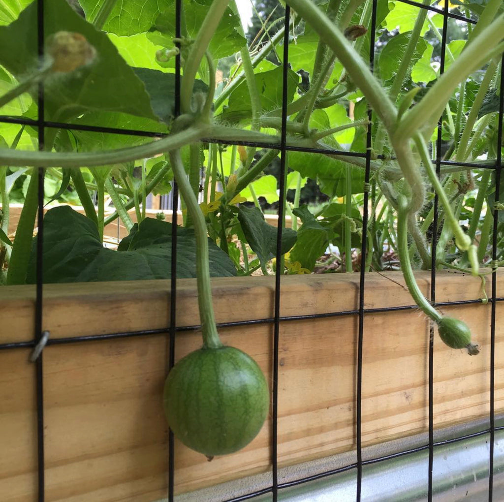 Sugar Baby Watermelon Seeds