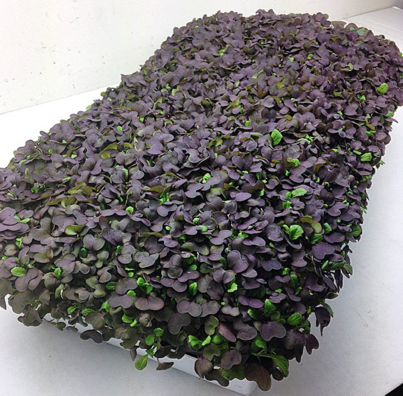 Red Garnet Mustard Seeds