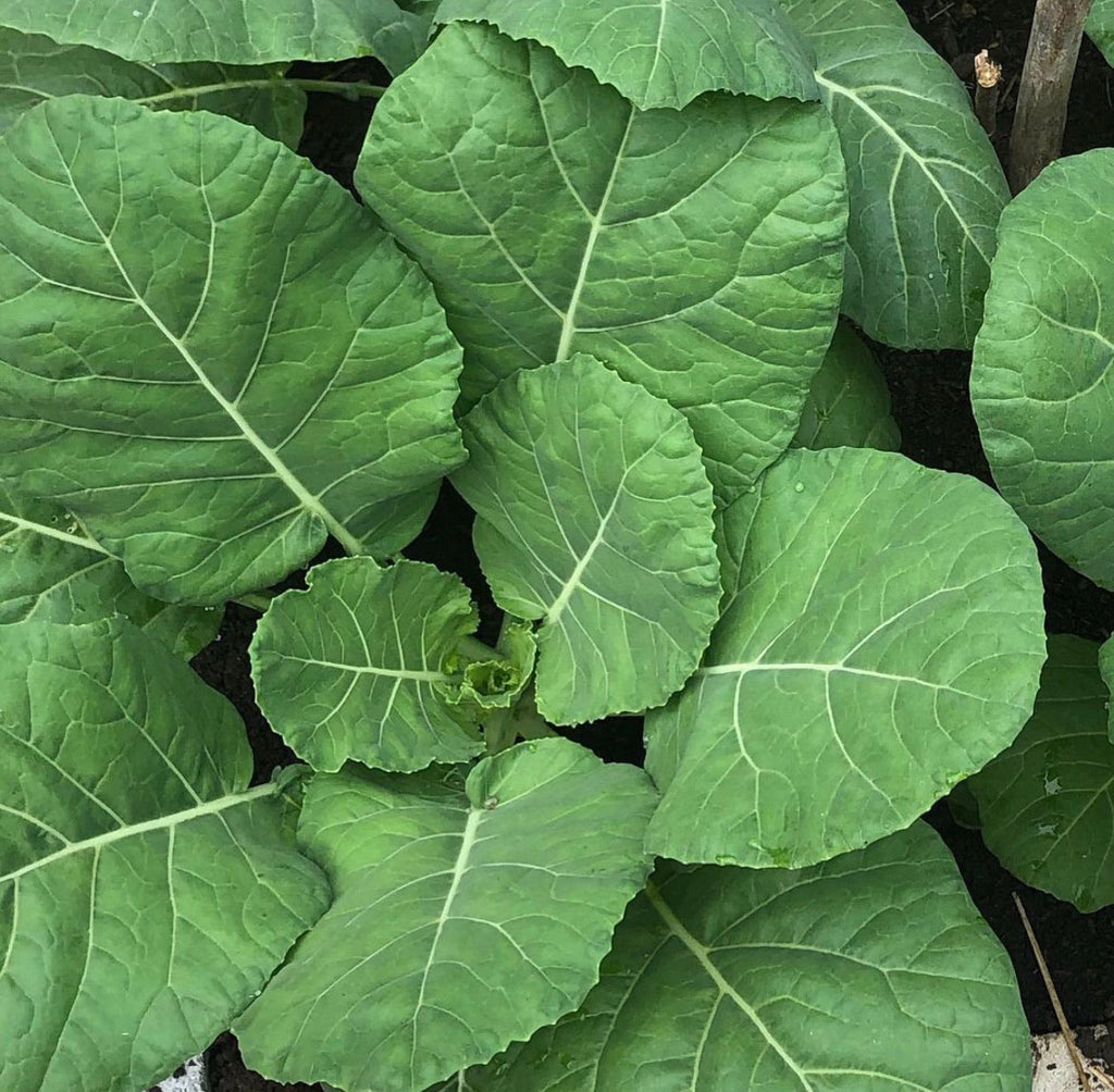 Vates Collard Seeds