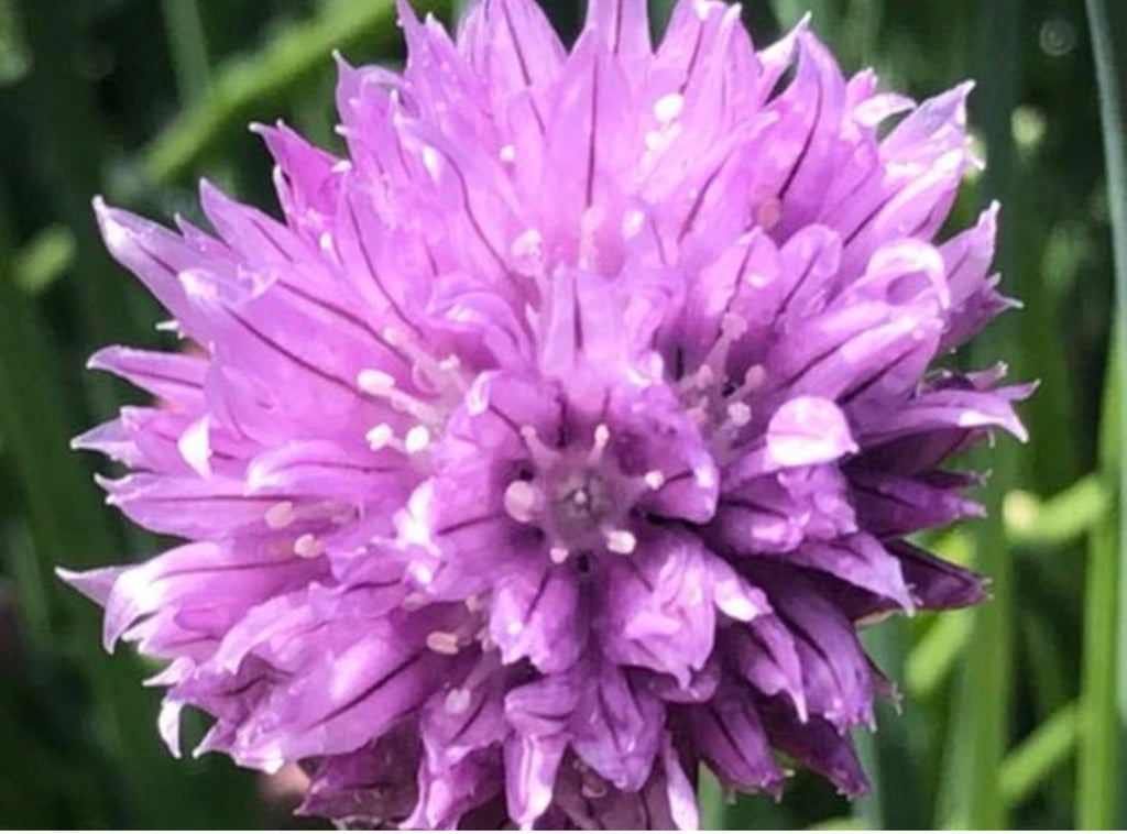 Staro Chive Seeds
