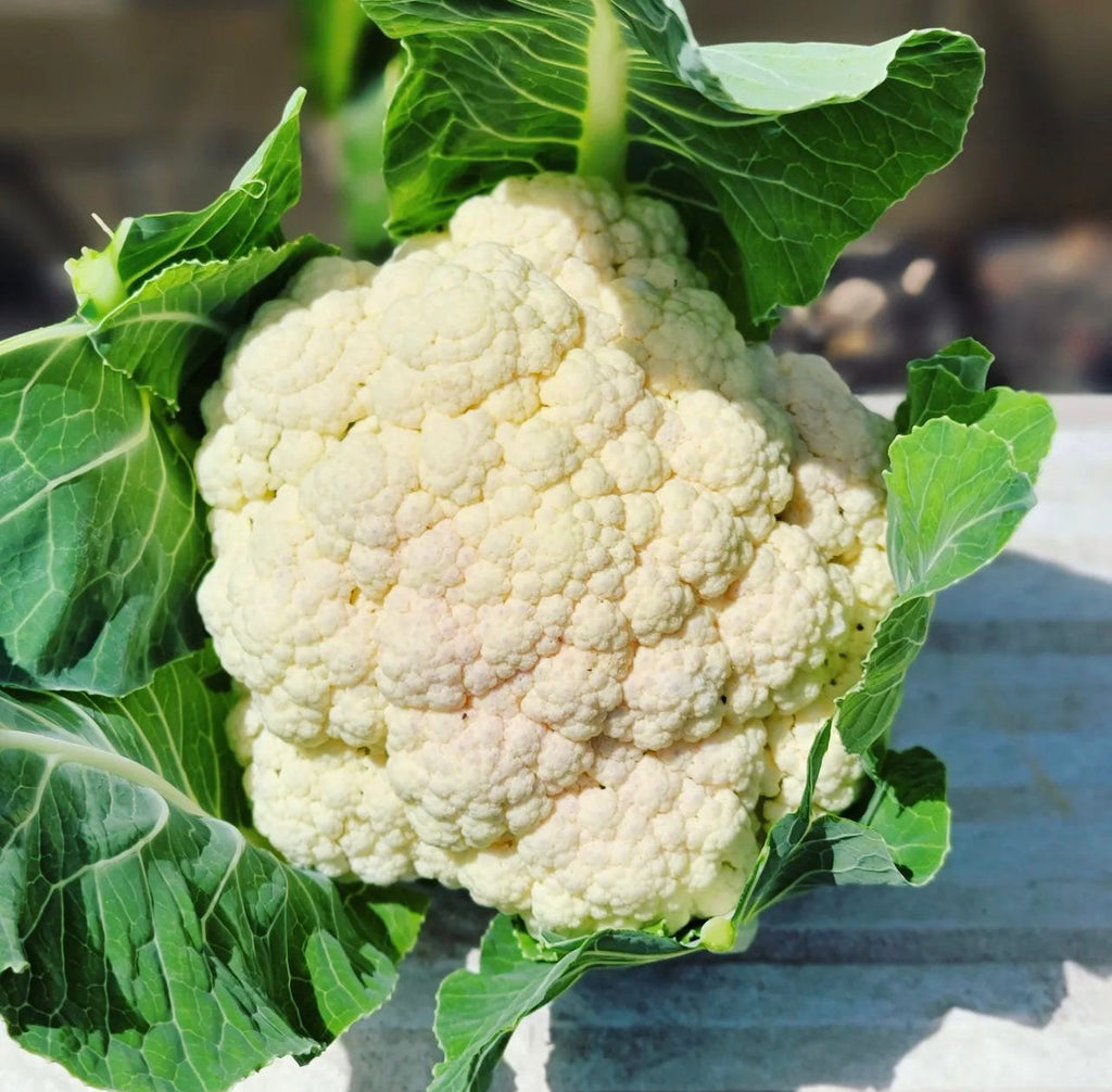 Self Blanche Cauliflower Seeds