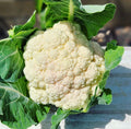 Self Blanche Cauliflower Seeds