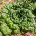 Vitaminna Chinese Cabbage Seeds