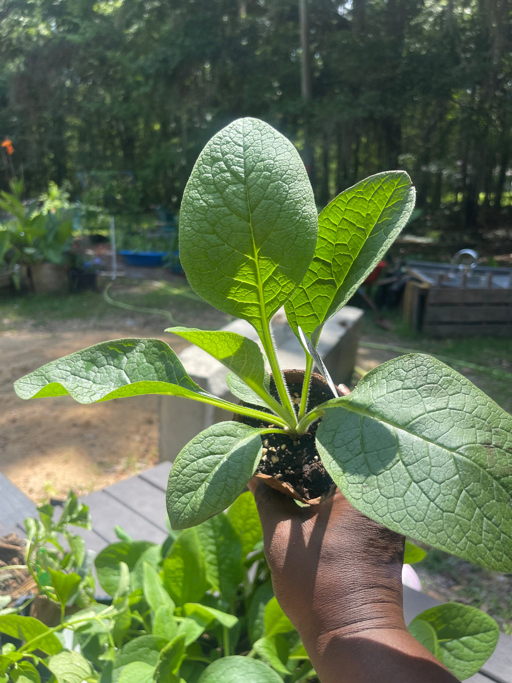Comfrey-Bocking 14 (Live Plant)