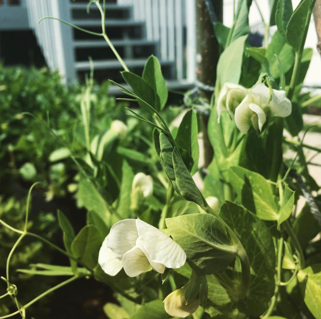 Sugar Snap Peas Seeds