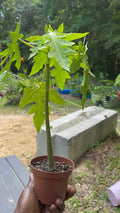 Patio Dwarf Papaya
