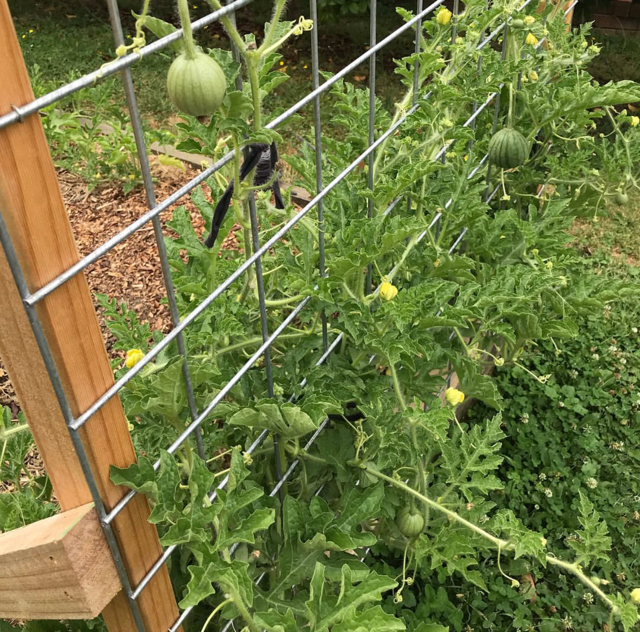 Sugar Baby Watermelon Seeds