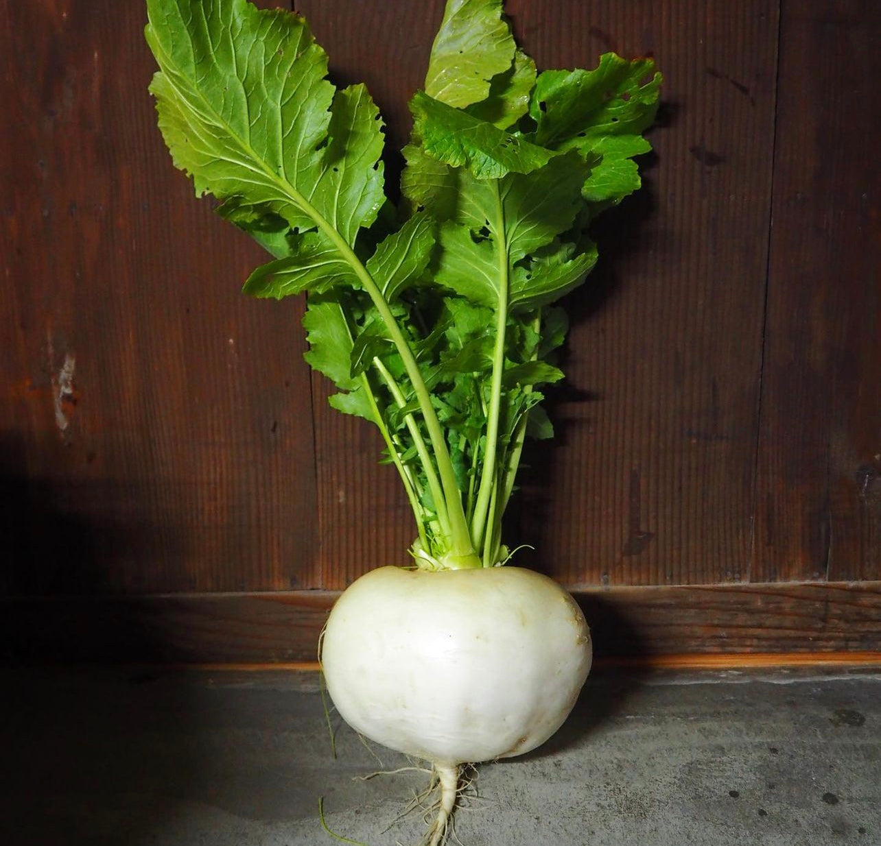 Shogoin Turnips Seeds