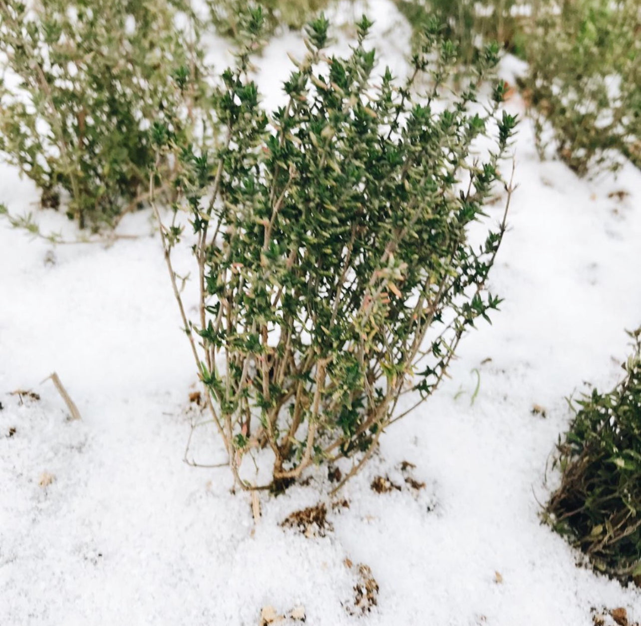 Winter Thyme Seeds