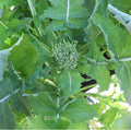Spring Rapini Broccoli Raab Seeds