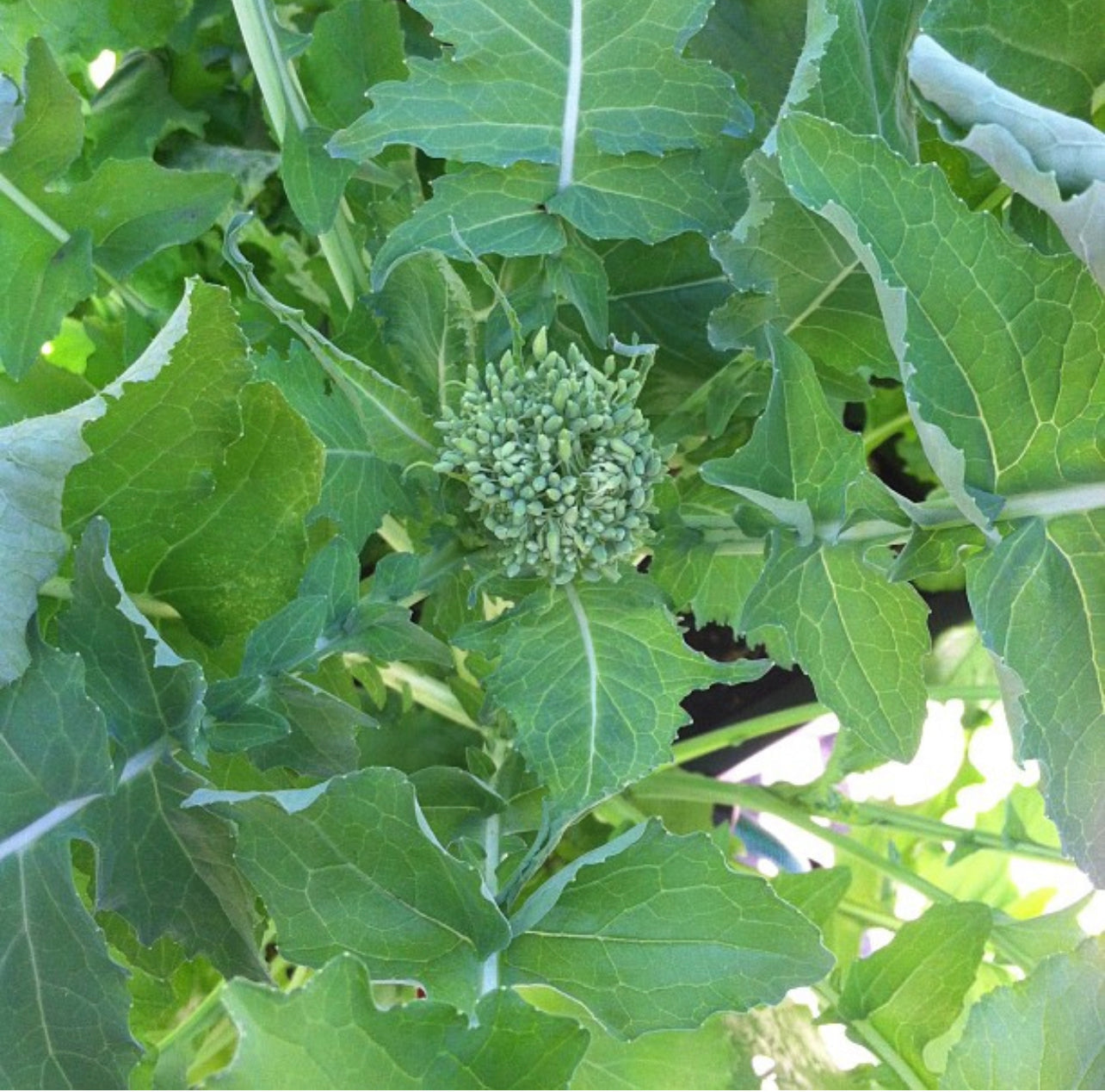 Spring Rapini Broccoli Raab Seeds