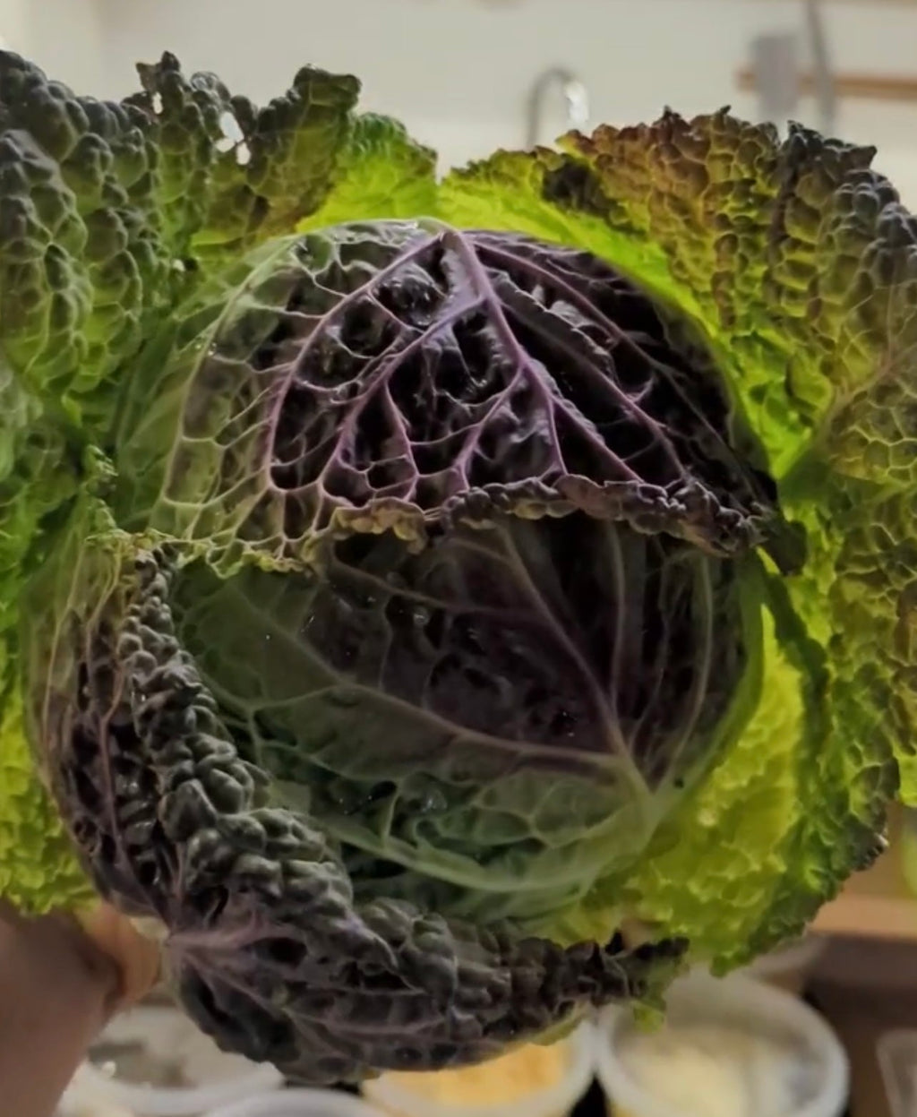 Purple Savoy Cabbage Seeds
