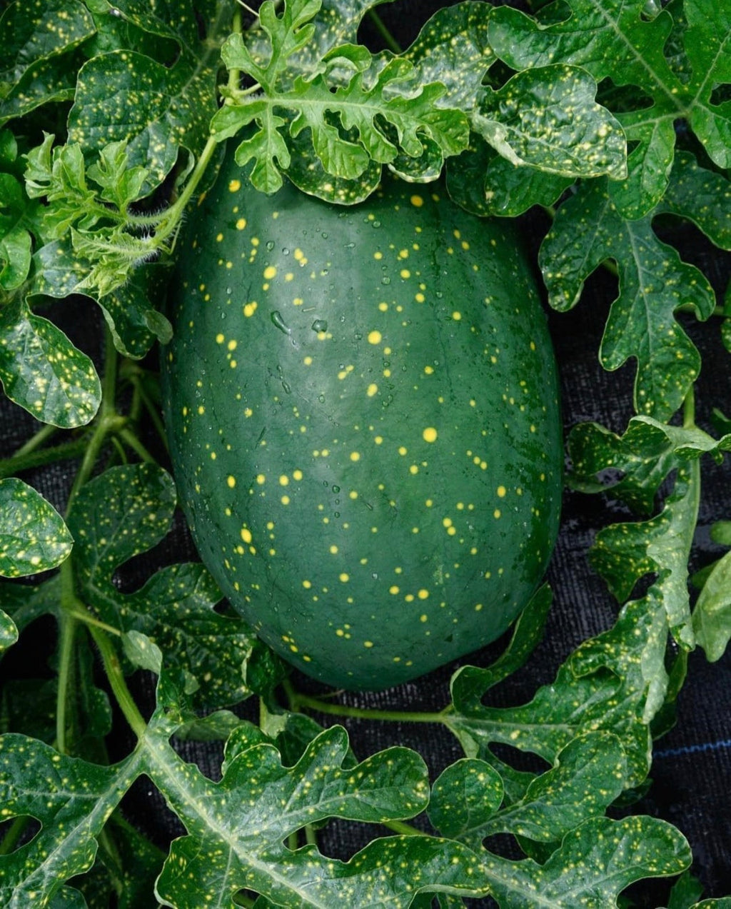 Moon and Stars Yellow Watermelon Seeds