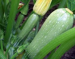 Zucchini Gray Summer Squash Seeds