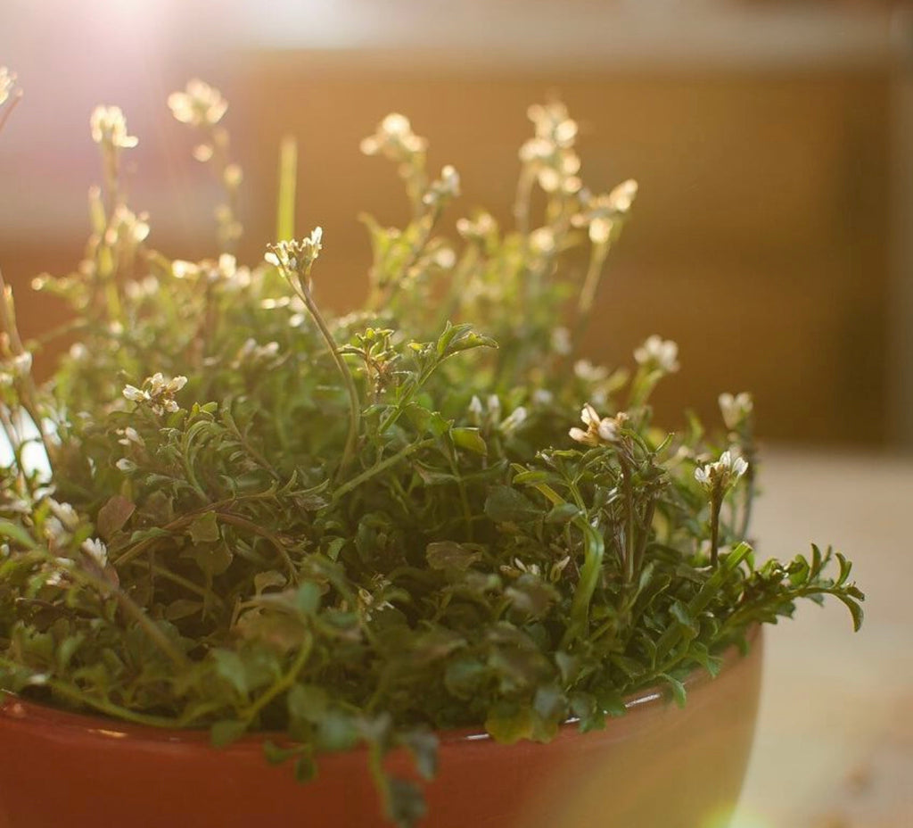 Winter Thyme Seeds
