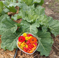 Morris Heading Collards Seeds